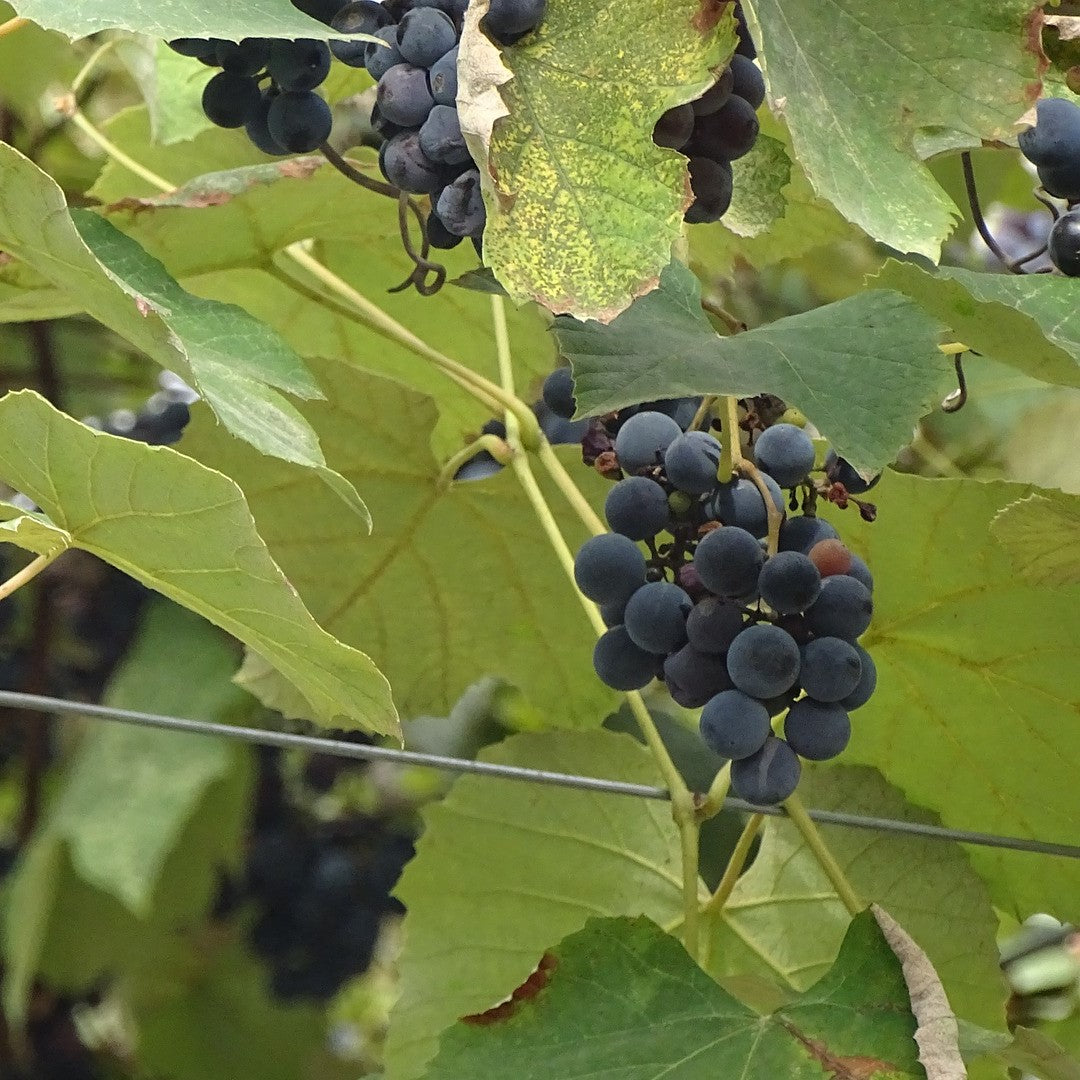 神の雫　WINE SALON　コラム「映画 de WINE ～映画でワインを旅しよう！第一弾～」掲載